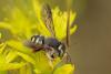 Anthidium oblongatum